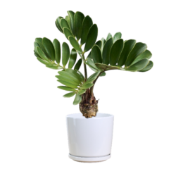 Zamia Furfuracea